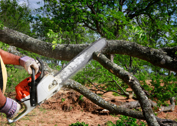 Best Commercial Tree Services  in Burney, CA